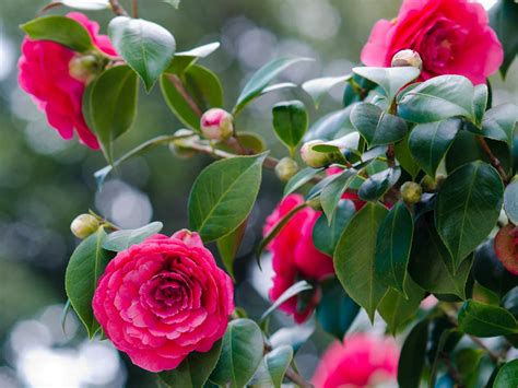 Fall magic: the seasonal charm of orchids and camellias